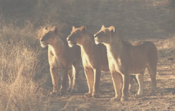 Three lionesses standing together