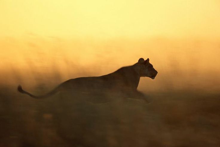 Lioness in motion