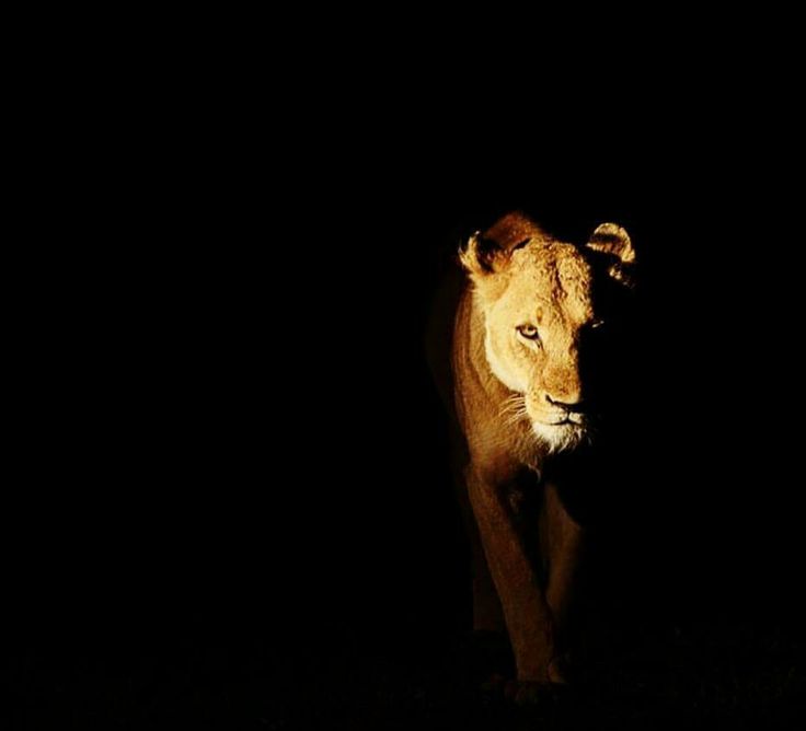Lioness in darkness