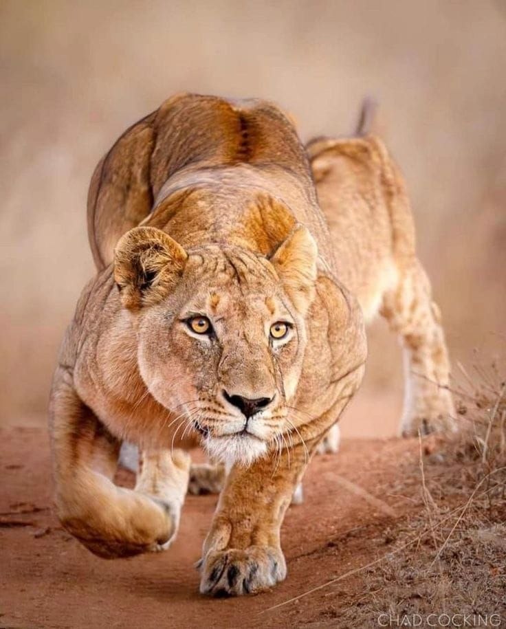 The Hunt