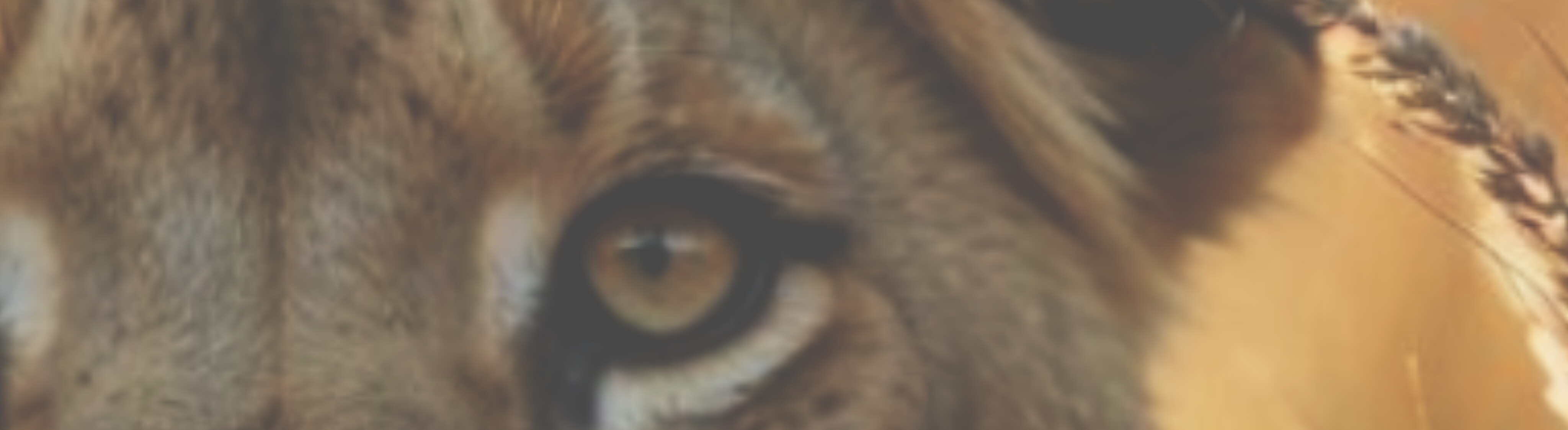 The Lioness Eye