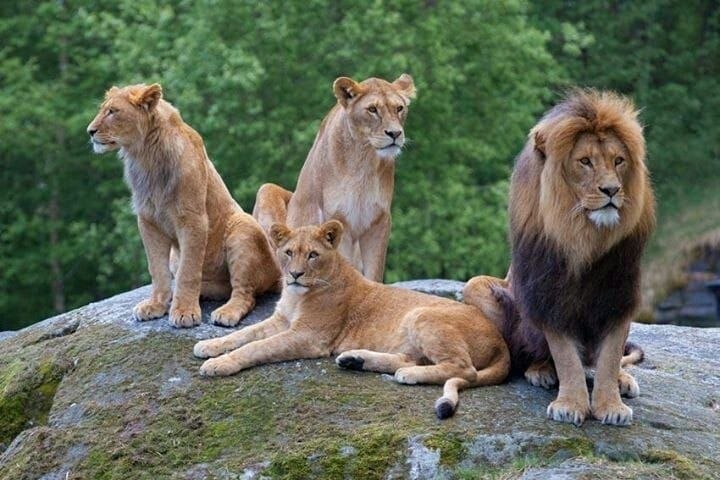 Pride